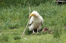 Westlicher Schmutzgeier (Neophron percnopterus ginginianus) im Tierpark Berlin