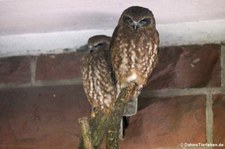 Südlicher Boobookkauz (Ninox boobook boobook) im Tierpark Berlin