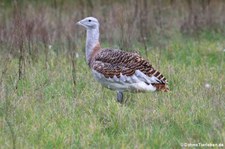 Großtrappe (Otis tarda) im Tierpark Berlin