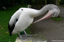 Brillenpelikan (Pelecanus conspicillatus) im Tierpark Berlin