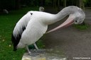 Pelecanus conspicillatus