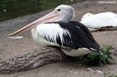 Pelecanus conspicillatus