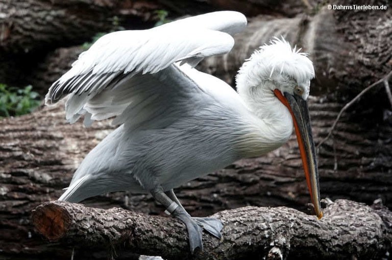 Pelecanus crispus