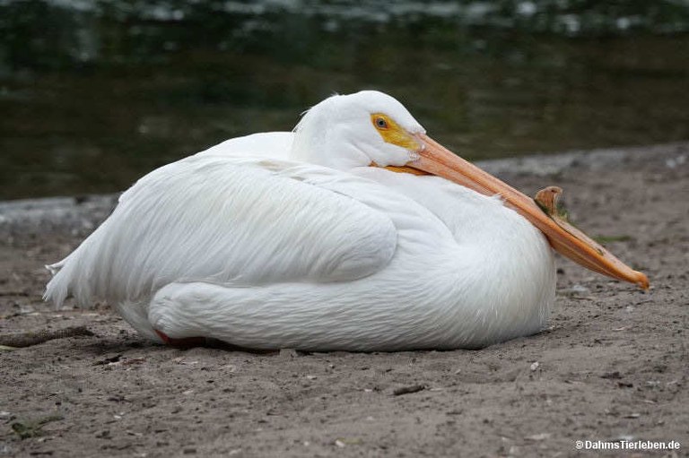 Pelecanus erythrorhynchos