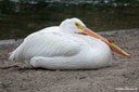 Pelecanus erythrorhynchos