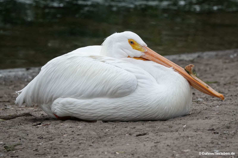 Pelecanus erythrorhynchos
