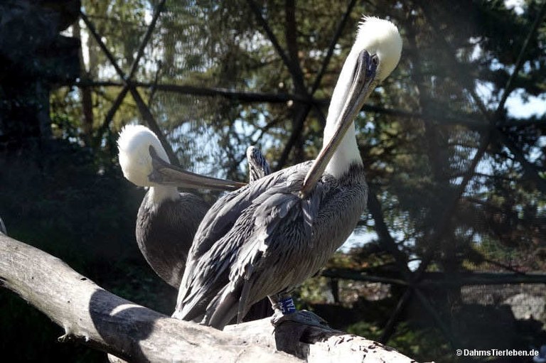 Pelecanus occidentalis carolinensis