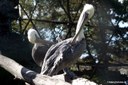 Pelecanus occidentalis carolinensis