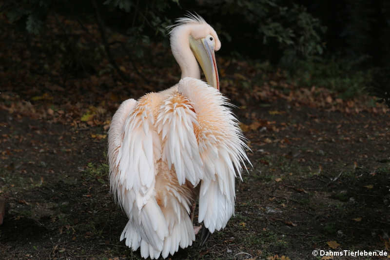 Pelecanus onocrotalus