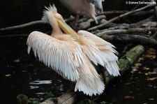 Rosapelikan (Pelecanus onocrotalus) im Tierpark Berlin