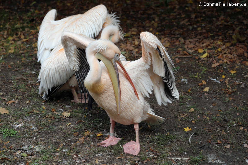 Pelecanus onocrotalus