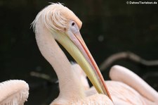 Rosapelikan (Pelecanus onocrotalus) im Tierpark Berlin