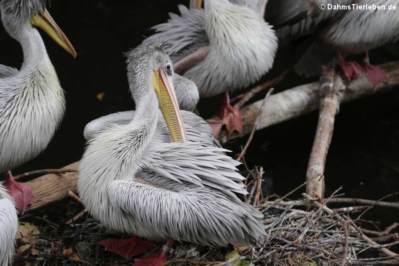 Rötelpelikan (Pelecanus rufescens)