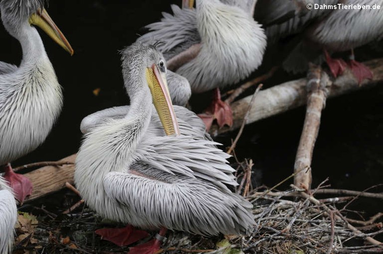 Pelecanus rufescens