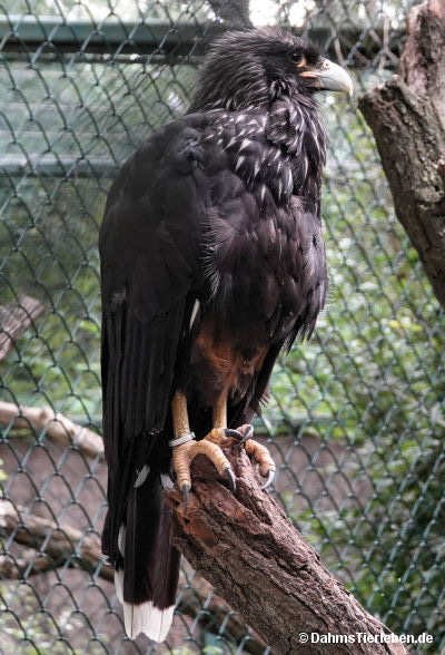Phalcoboenus australis