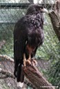 Phalcoboenus australis