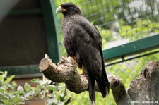 Falklandkarakara (Phalcoboenus australis) im Tierpark Berlin