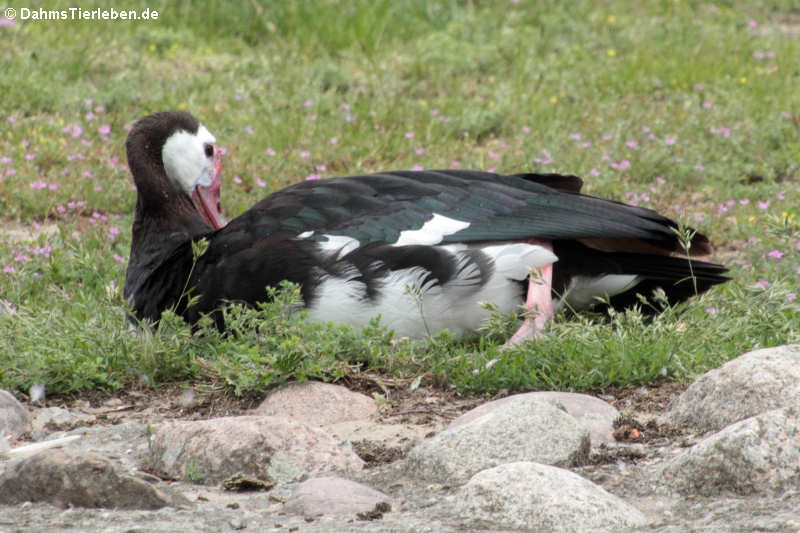 Plectropterus gambensis-2