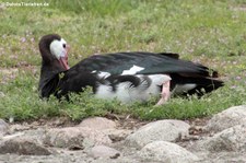 Sporengans (Plectropterus gambensis) im Tierpark Berlin