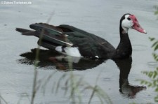 Sporengans (Plectropterus gambensis) im Tierpark Berlin