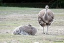 Rhea pennata