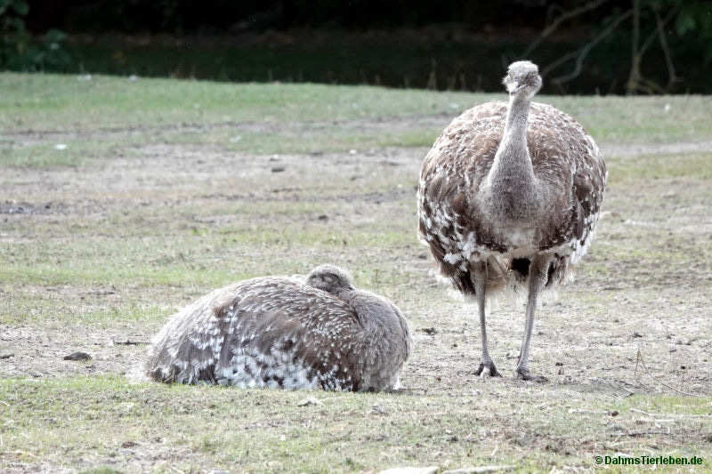Rhea pennata