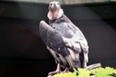 Sarcogyps calvus