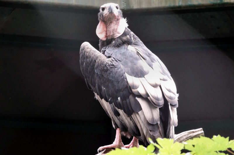 Sarcogyps calvus
