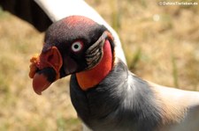 Königsgeier (Sarcoramphus papa) im Tierpark Berlin