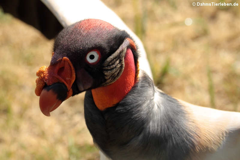 Königsgeier (Sarcoramphus papa)