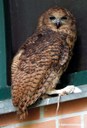 Scotopelia peli