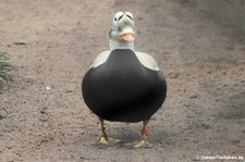 männliche Plüschkopfente (Somateria fischeri) im Tierpark Berlin