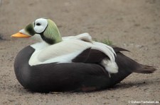 Plüschkopfente (Somateria fischeri) im Tierpark Berlin