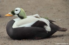 männliche Plüschkopfente (Somateria fischeri) im Tierpark Berlin