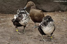 Eiderenten (Somateria mollissima) im Tierpark Berlin