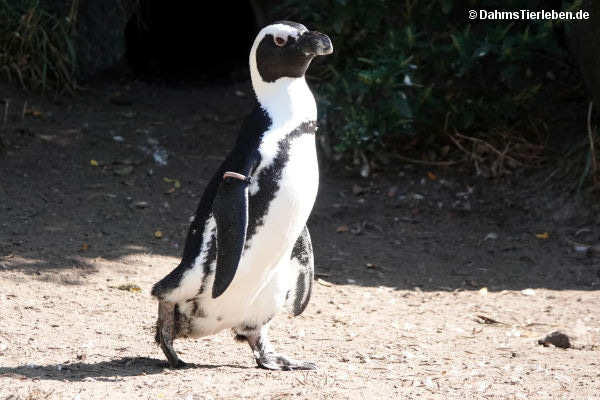 Brillenpinguin
(Spheniscus demersus) Spheniscus demersus