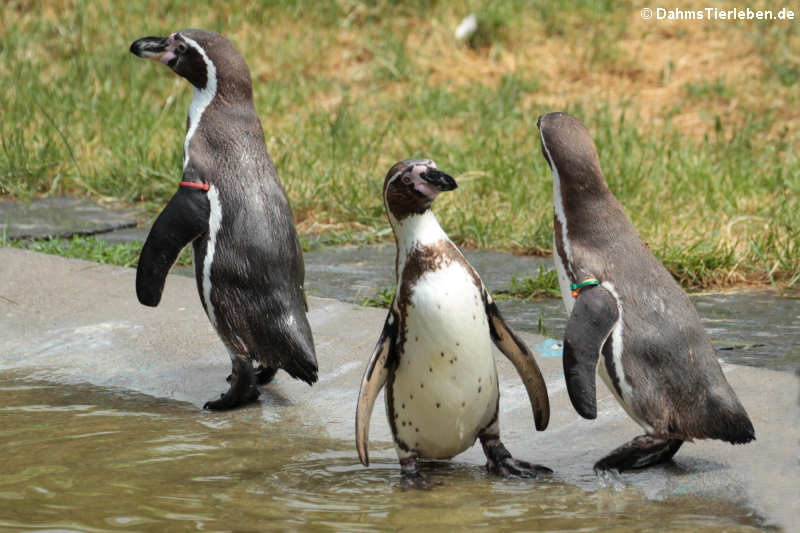 Humboldtpinguine
(Spheniscus humboldti) Spheniscus humboldti