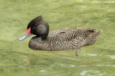 Affengans (Stictonetta naevosa) im Tierpark Berlin