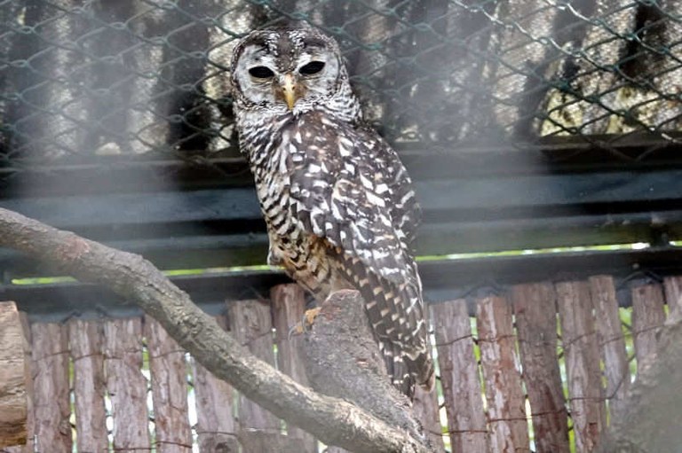Strix chacoensis