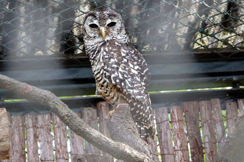 Strix chacoensis-2