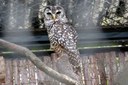 Strix chacoensis