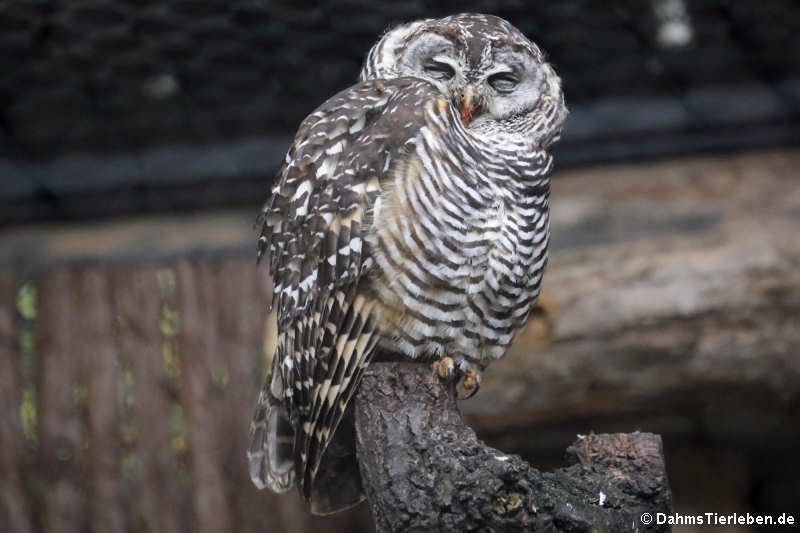 Chaco-Waldkauz (Strix chacoensis)