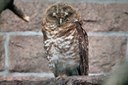Strix hylophila