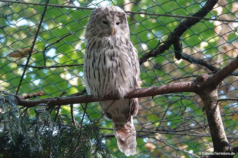 Strix uralensis