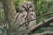 Habichtskauz (Strix uralensis) im Tierpark Berlin