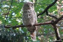 Strix uralensis