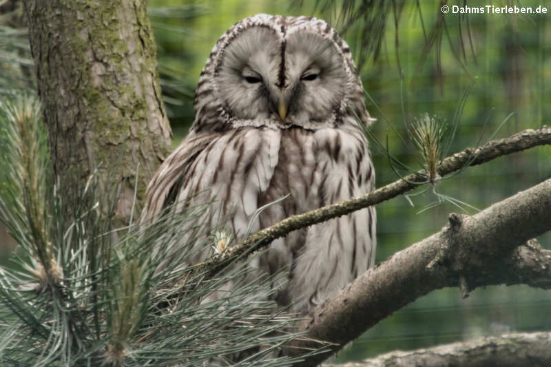 Habichtskauz oder Uralkauz (Strix uralensis)