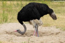 Südafrikanischer Strauß (Struthio camelus australis) im Tierpark Berlin