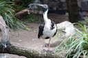 Threskiornis spinicollis