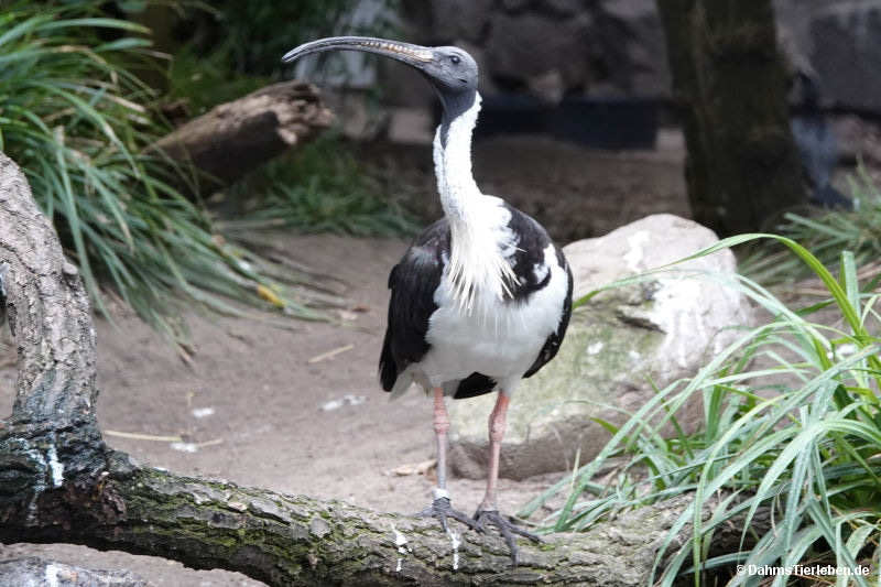 Threskiornis spinicollis